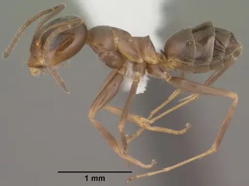 Dorymyrmex insanus - CASENT0102753