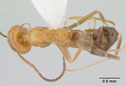 Dorymyrmex insanus - CASENT0179520