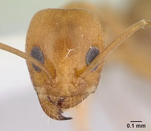 Dorymyrmex insanus - CASENT0179520