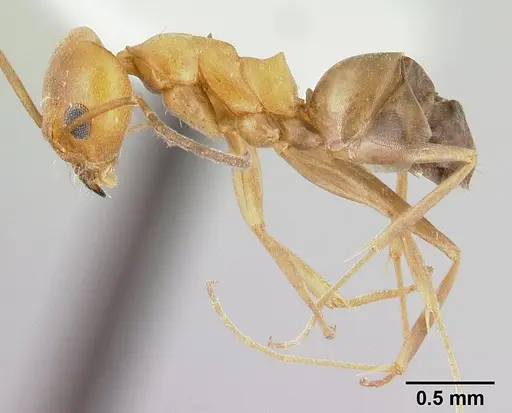 Dorymyrmex insanus - CASENT0179520