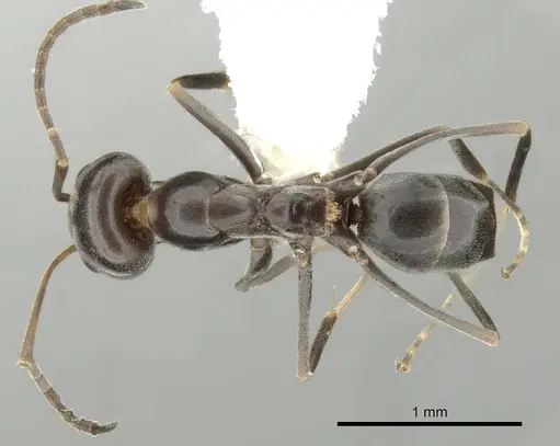 Dorymyrmex insanus - CASENT0249672