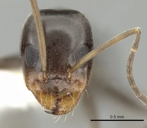 Dorymyrmex insanus - CASENT0249672