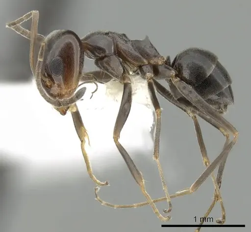 Dorymyrmex insanus - CASENT0249672