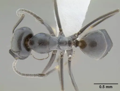 Dorymyrmex insanus - CASENT0732617