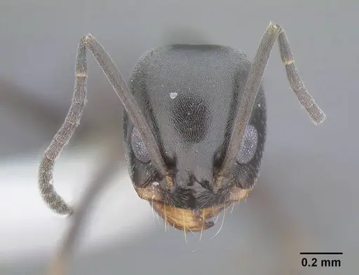 Dorymyrmex insanus - CASENT0732617