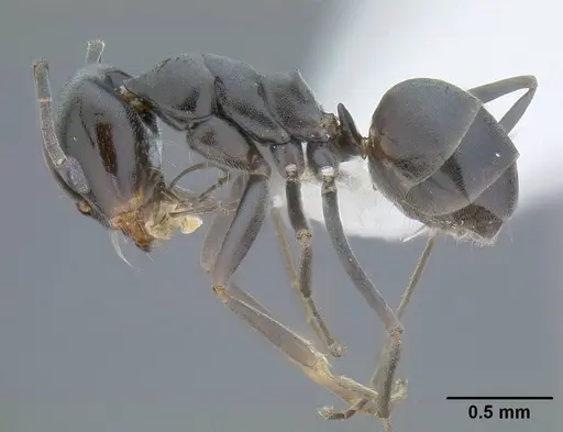 Dorymyrmex insanus - CASENT0732617