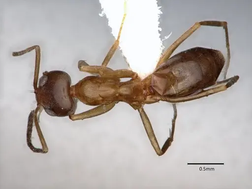 Dorymyrmex insanus - CASENT0841029