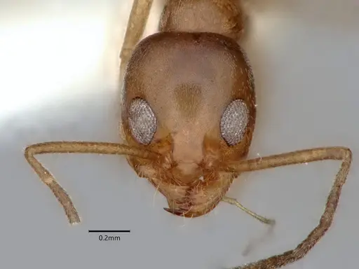 Dorymyrmex insanus - CASENT0841029