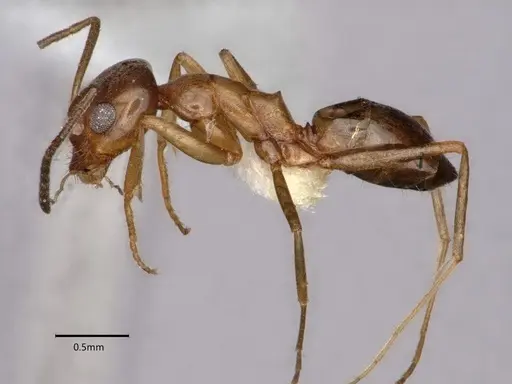 Dorymyrmex insanus - CASENT0841029