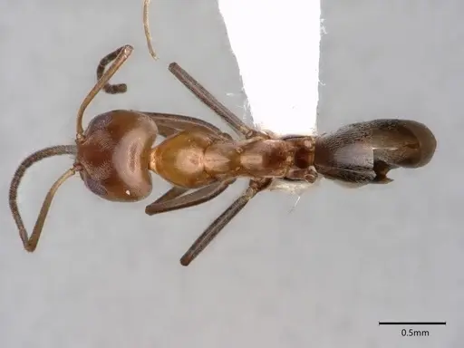 Dorymyrmex insanus - CASENT0841069