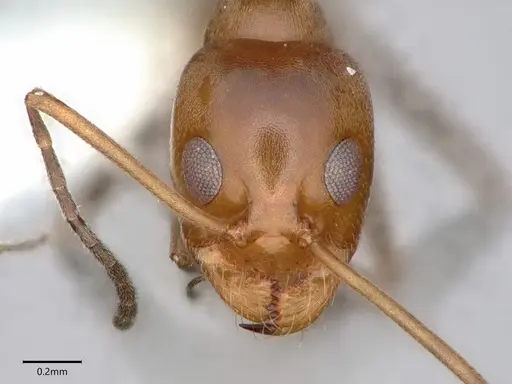 Dorymyrmex insanus - CASENT0841069