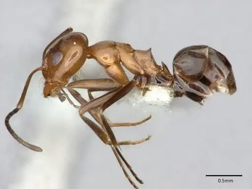 Dorymyrmex insanus - CASENT0841069