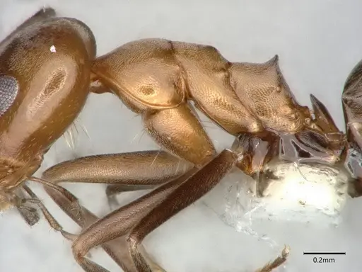 Dorymyrmex insanus - CASENT0841069