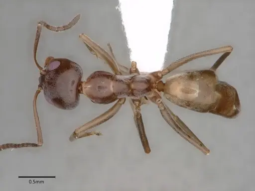 Dorymyrmex insanus - CASENT0841075