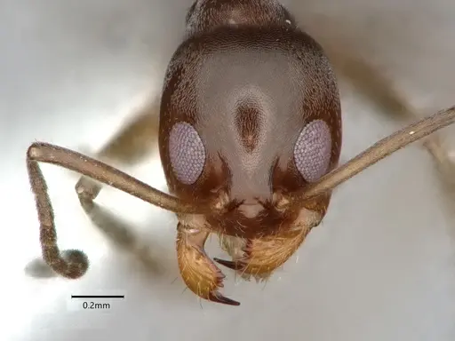 Dorymyrmex insanus - CASENT0841075