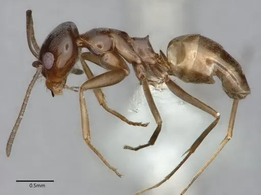 Dorymyrmex insanus - CASENT0841075