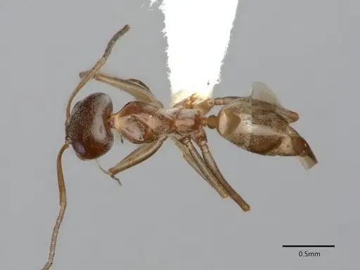 Dorymyrmex insanus - CASENT0841076