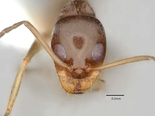 Dorymyrmex insanus - CASENT0841076
