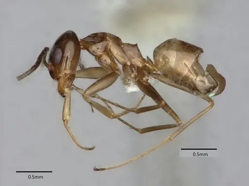 Dorymyrmex insanus - CASENT0841076