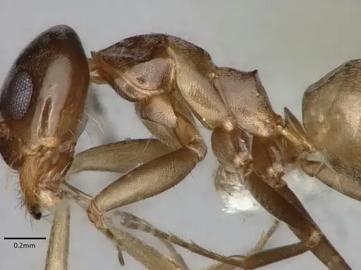 Dorymyrmex insanus - CASENT0841076