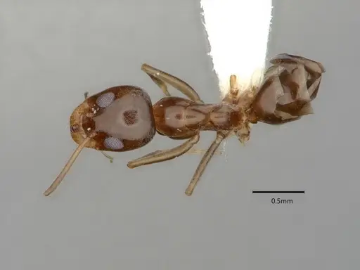 Dorymyrmex insanus - CASENT0841078