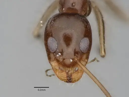 Dorymyrmex insanus - CASENT0841078