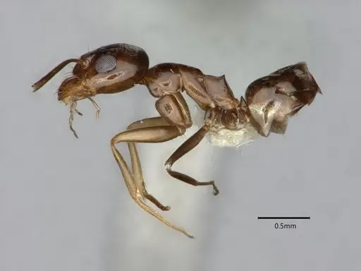 Dorymyrmex insanus - CASENT0841078