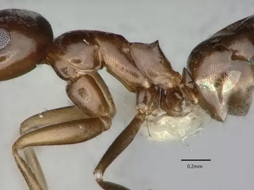 Dorymyrmex insanus - CASENT0841078