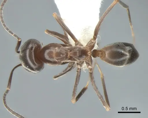 Dorymyrmex insanus - CASENT0841126