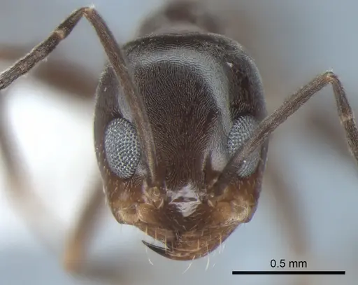 Dorymyrmex insanus - CASENT0841126