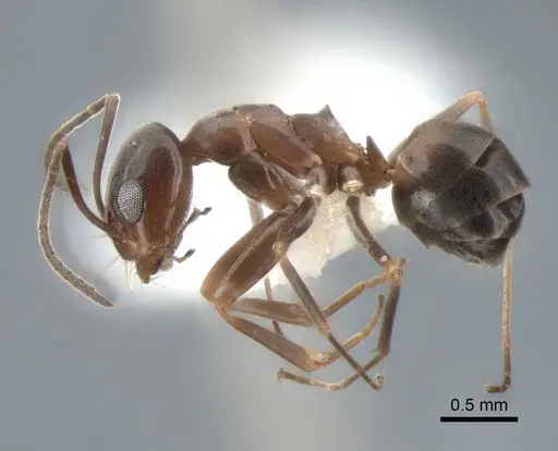 Dorymyrmex insanus - CASENT0841126