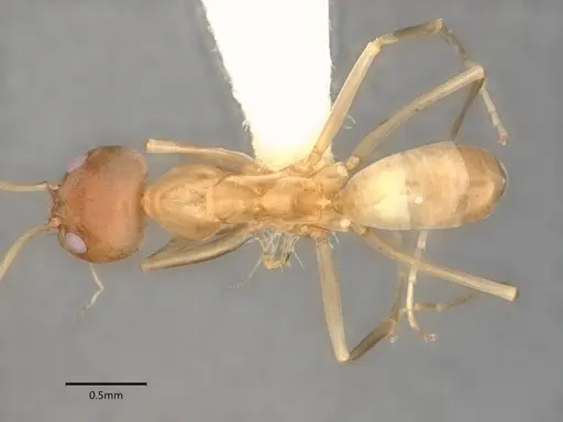 Dorymyrmex insanus - CASENT0841248