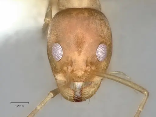 Dorymyrmex insanus - CASENT0841248