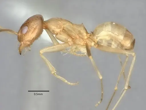 Dorymyrmex insanus - CASENT0841248