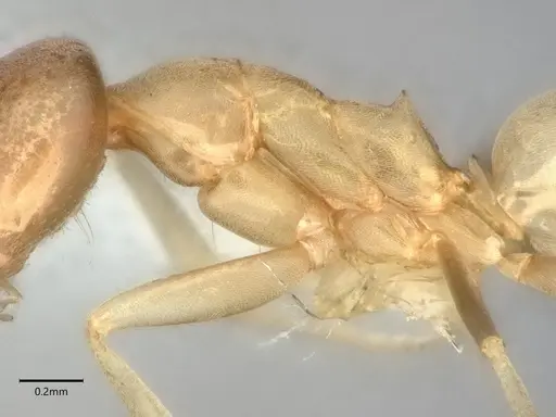 Dorymyrmex insanus - CASENT0841248