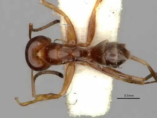 Dorymyrmex insanus - CASENT0841356
