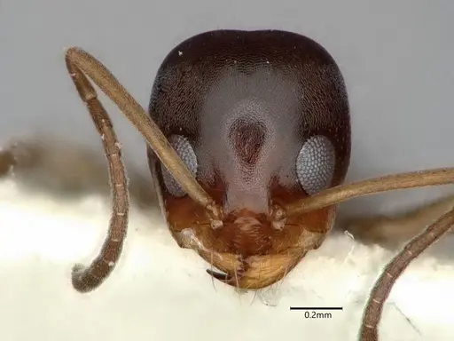 Dorymyrmex insanus - CASENT0841356