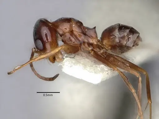 Dorymyrmex insanus - CASENT0841356