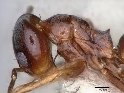 Dorymyrmex insanus - CASENT0841356