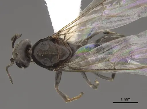 Dorymyrmex insanus - CASENT0843205