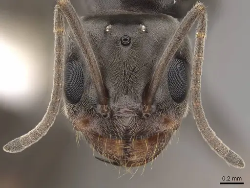 Dorymyrmex insanus - CASENT0843205