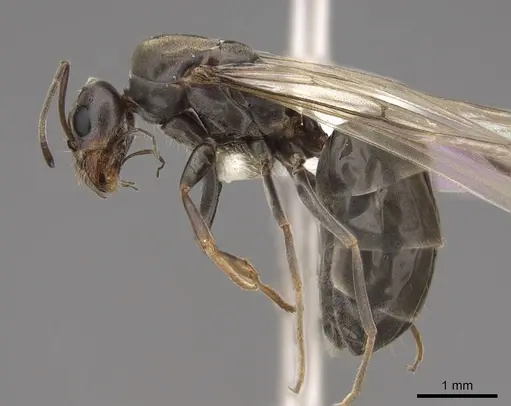 Dorymyrmex insanus - CASENT0843205