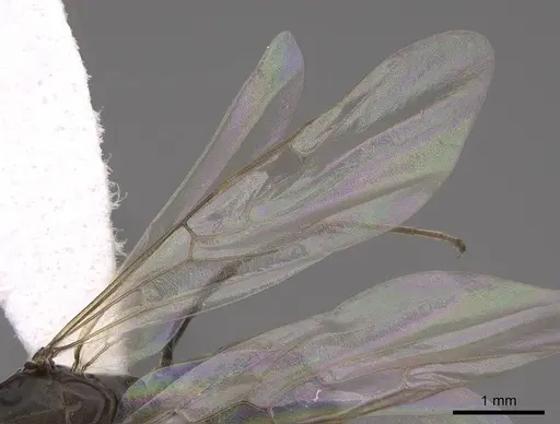 Dorymyrmex insanus - CASENT0843205