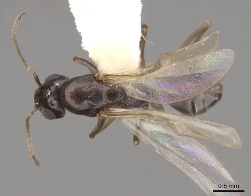 Dorymyrmex insanus - CASENT0843688