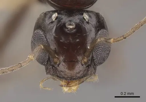 Dorymyrmex insanus - CASENT0843688