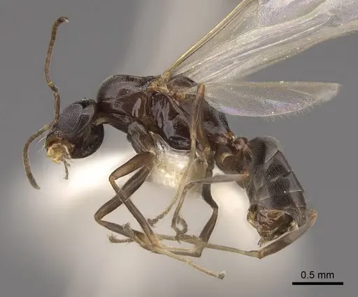 Dorymyrmex insanus - CASENT0843688