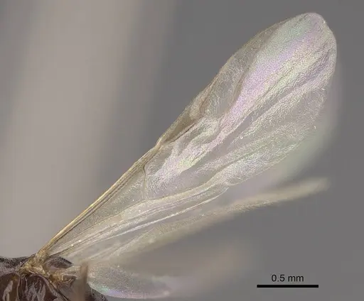 Dorymyrmex insanus - CASENT0843688