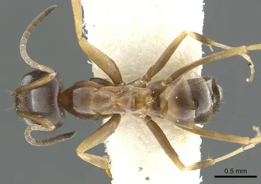 Dorymyrmex insanus - CASENT0902982