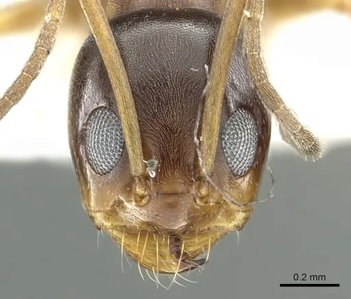 Dorymyrmex insanus - CASENT0902982