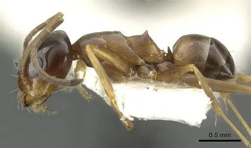 Dorymyrmex insanus - CASENT0902982